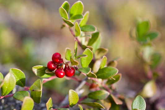 Alpha Arbutin: What Are Its Benefits As a Natural Skin Brightener?