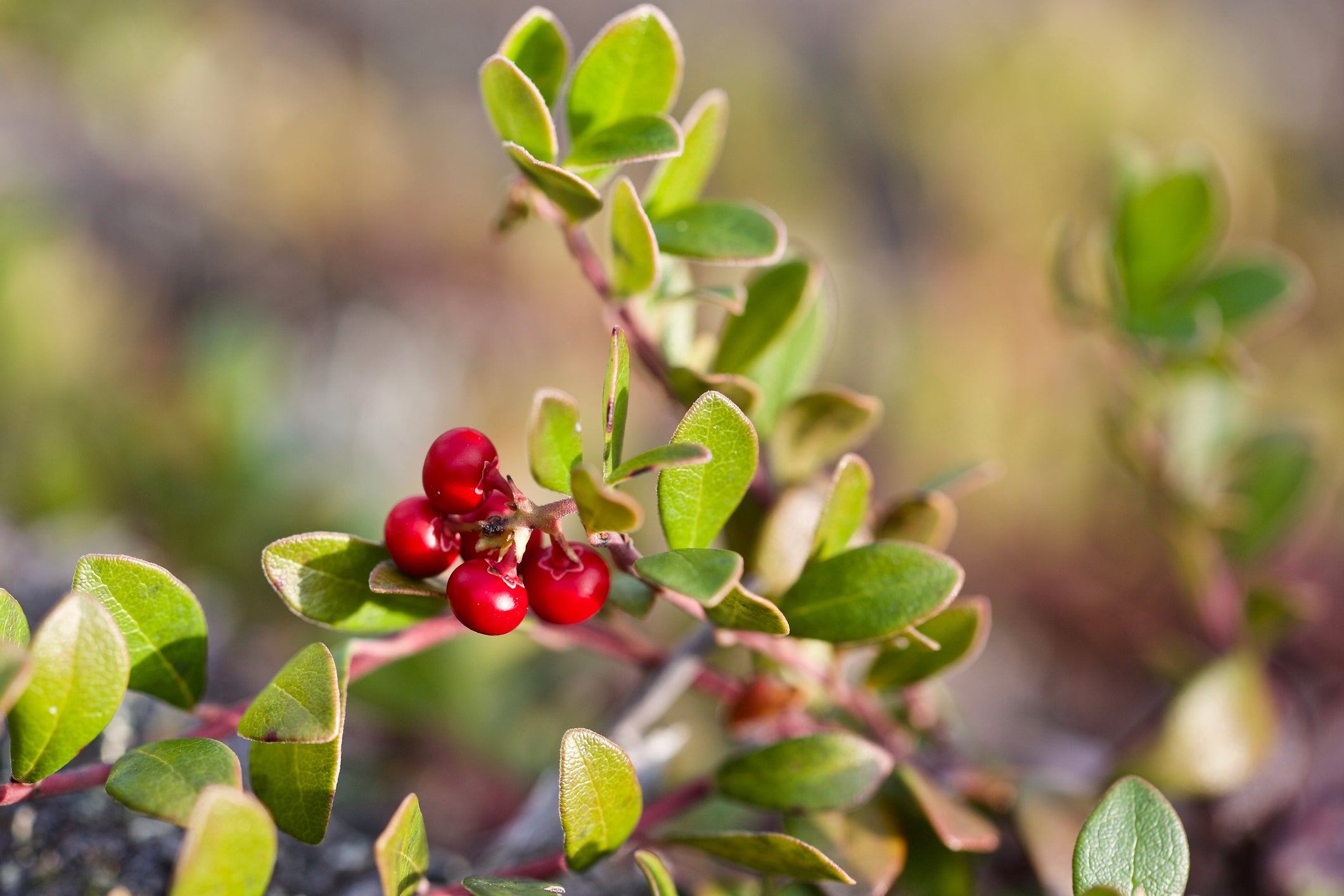 Alpha Arbutin: What Are Its Benefits As a Natural Skin Brightener?